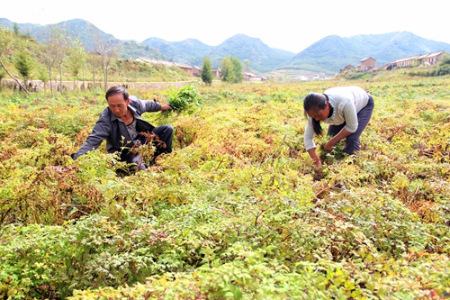 1651226668511166.jpg 2.jpg